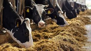 Aliments pour bétail